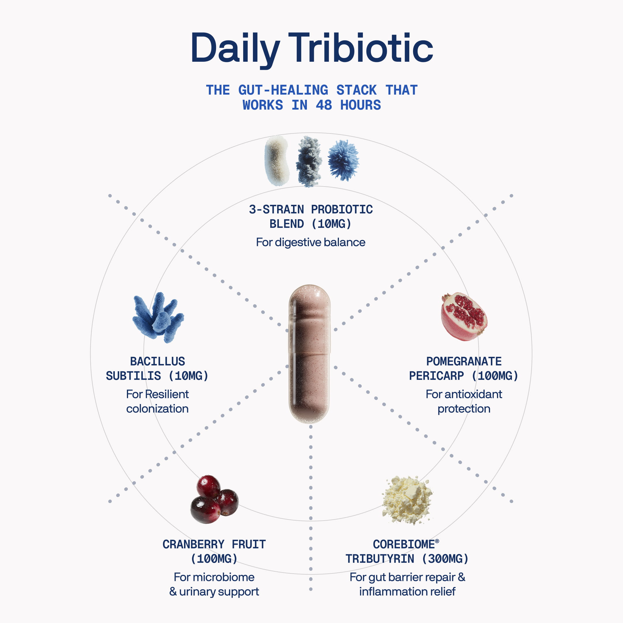 An infographic showing a capsule of Daily Tribiotic surrounded by its ingredients and their benefits.