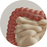 Anatomical model showing part of the human intestines against a plain background.