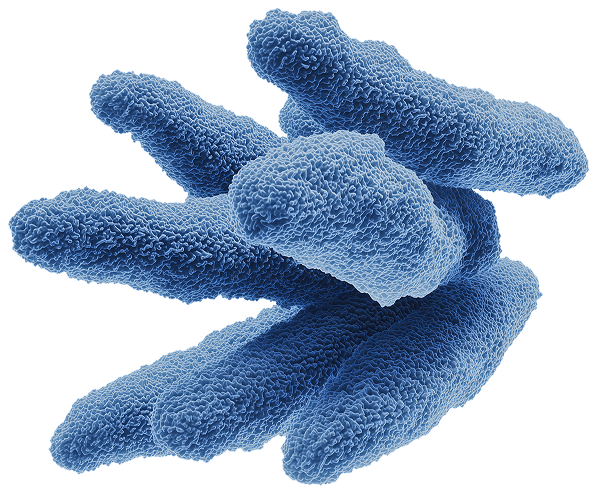 A colorized micrograph shows a cluster of blue, rod-shaped bacteria against a white background.