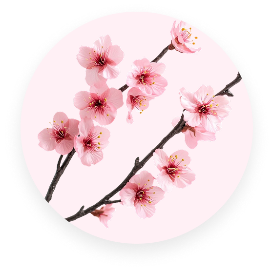 Pink cherry blossoms on branches against a soft pink background.