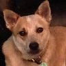 A close-up of a tan dog with pointy ears.