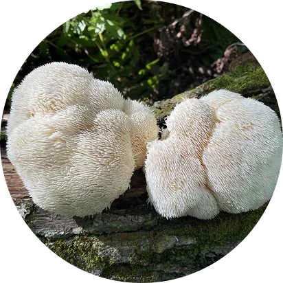 Two fluffy, white Lion's Mane mushrooms growing on a mossy log in a circular frame.