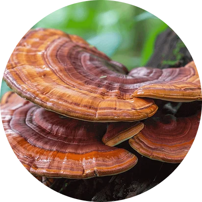 A circular, close-up image of a cluster of shiny, reddish-brown reishi mushrooms with a green, leafy background.
