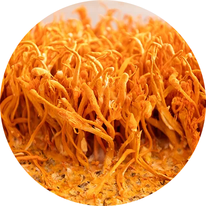 A circular close-up view of a dense cluster of orange, finger-like Cordyceps mushrooms.
