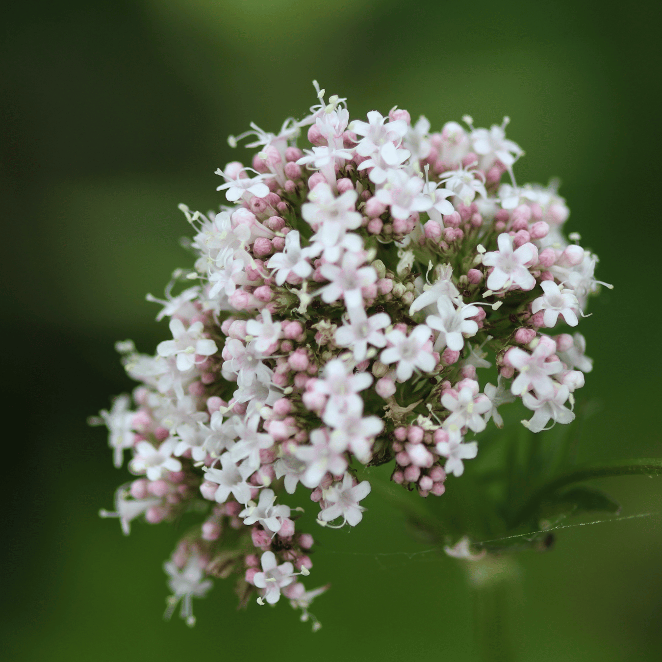 Close-up of a cluster of small pink and white flowers against a green background.