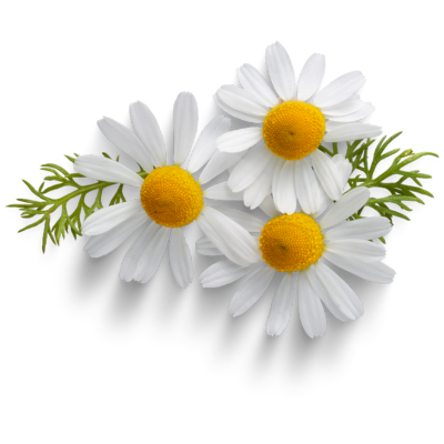 Three white daisies with yellow centers and green leaves on a black background.