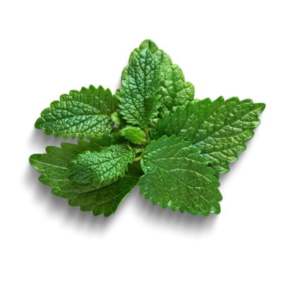 Green mint leaves on a white background.