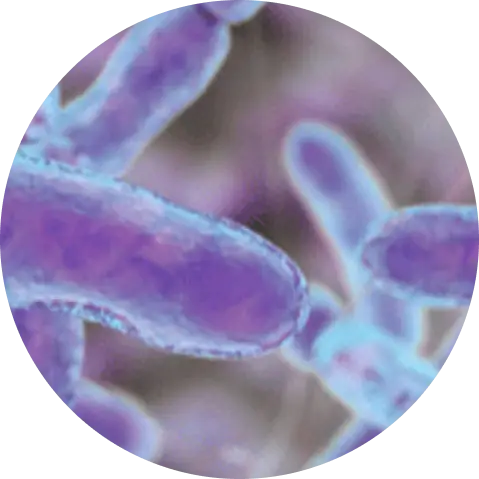 Microscopic view of purple and blue bacteria cells.