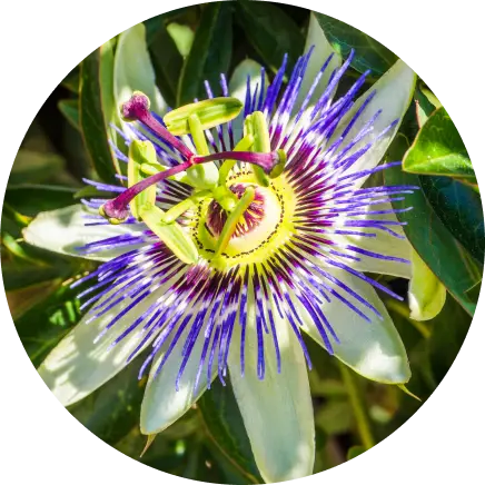 Purple and white passionflower with green leaves.