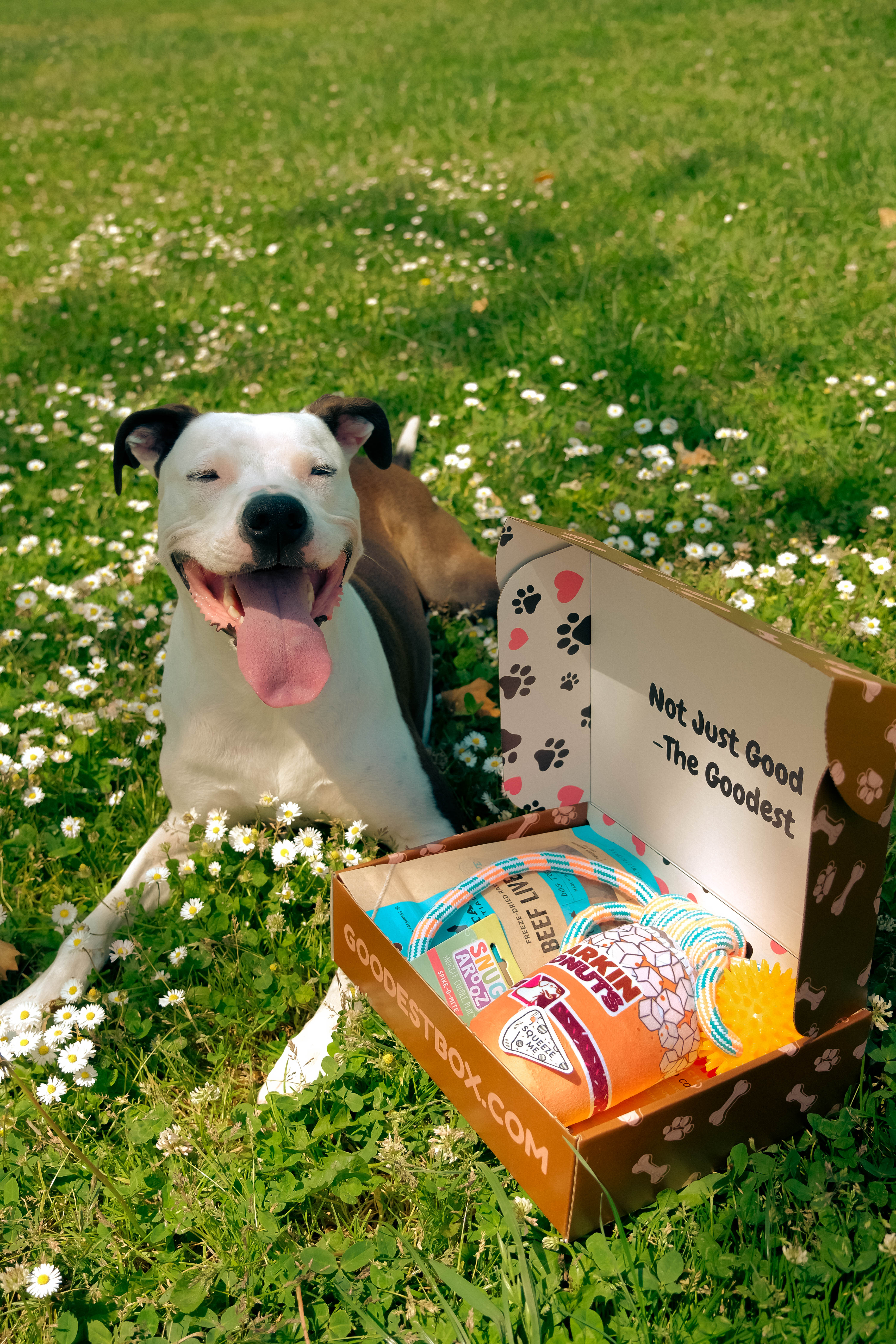 Happy dog sitting on grass beside an open box of pet toys.