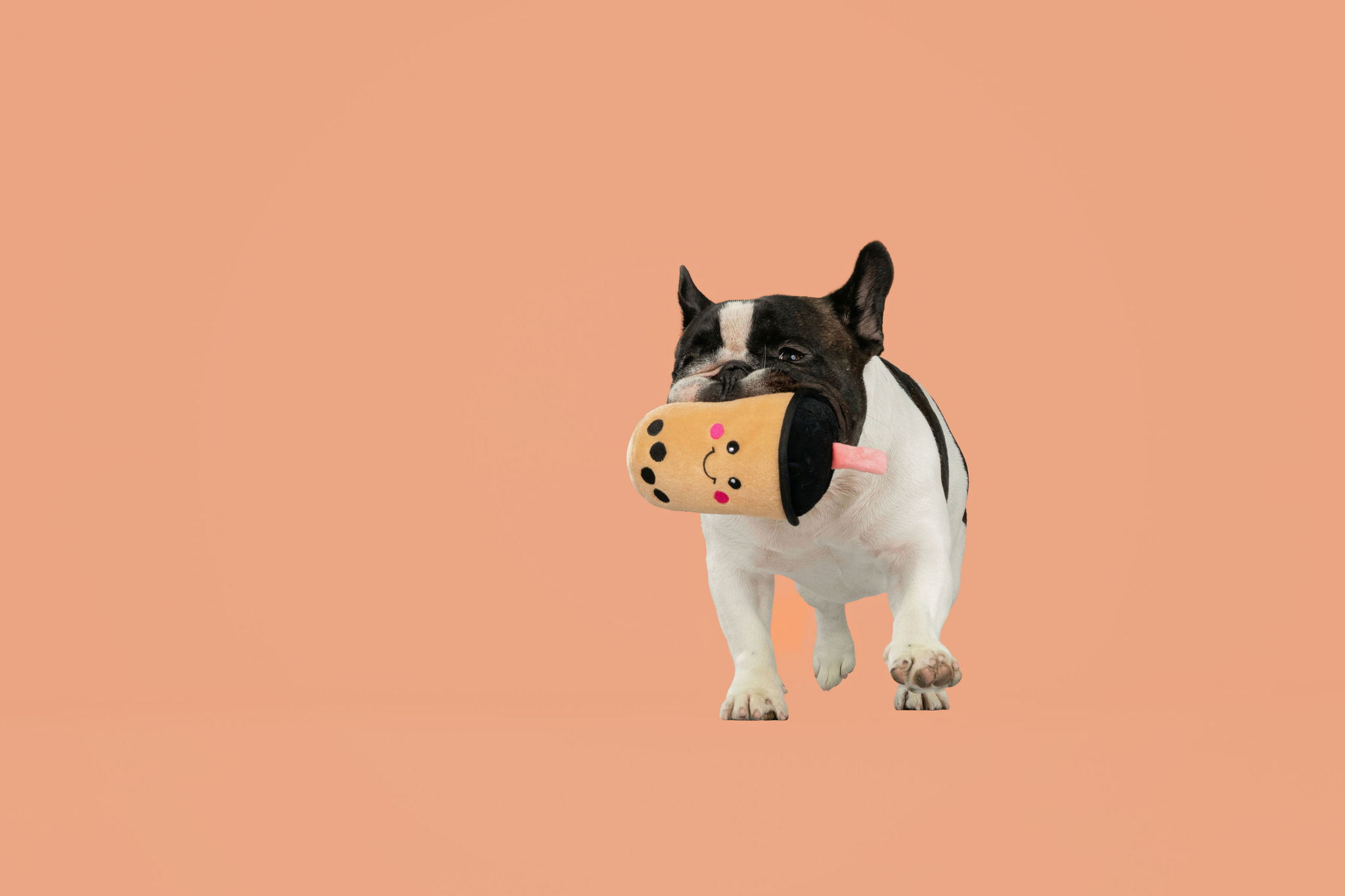 Dog holding a plush boba tea toy on an orange background.