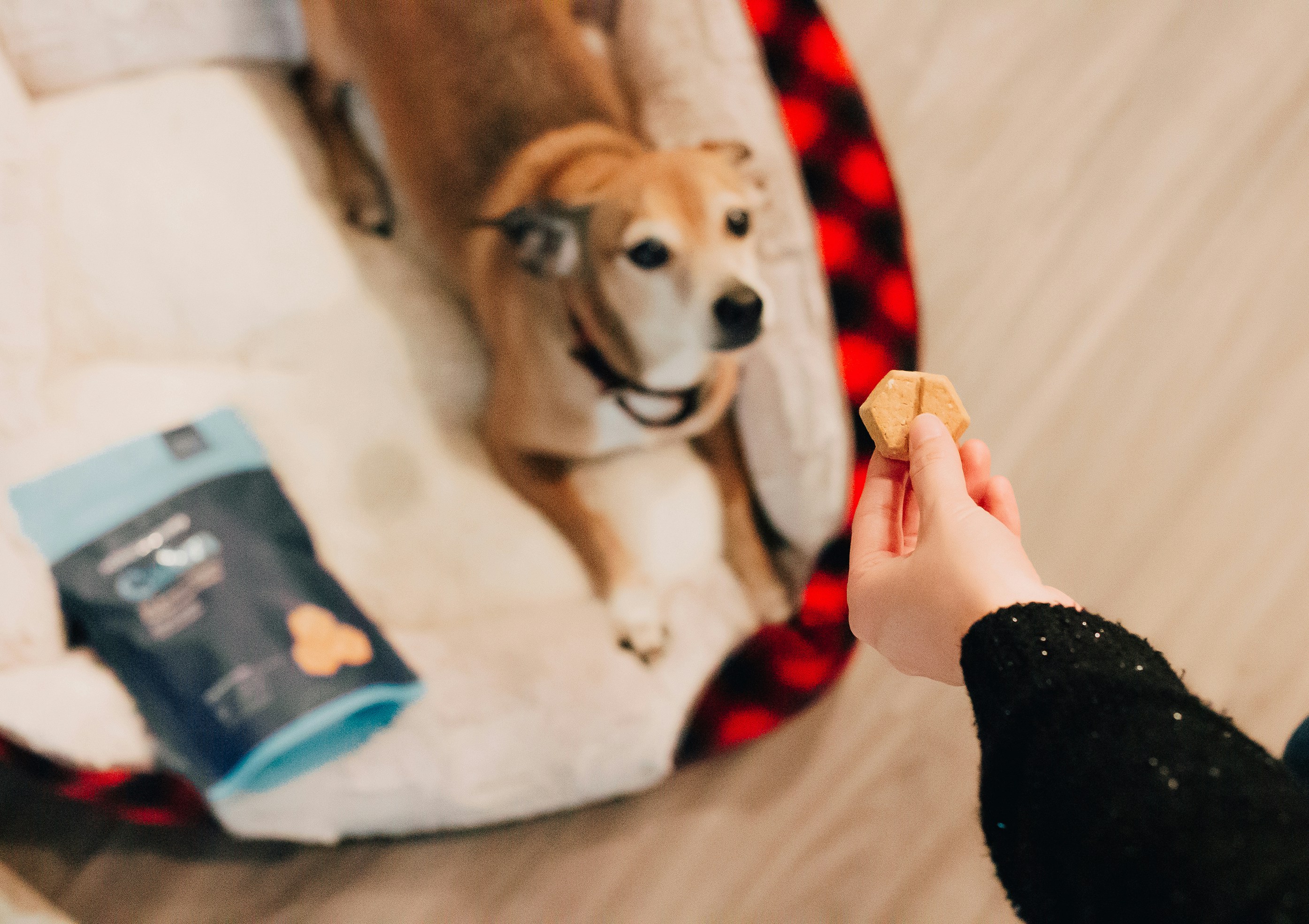 Person offering a dog treat to a dog in a bed.