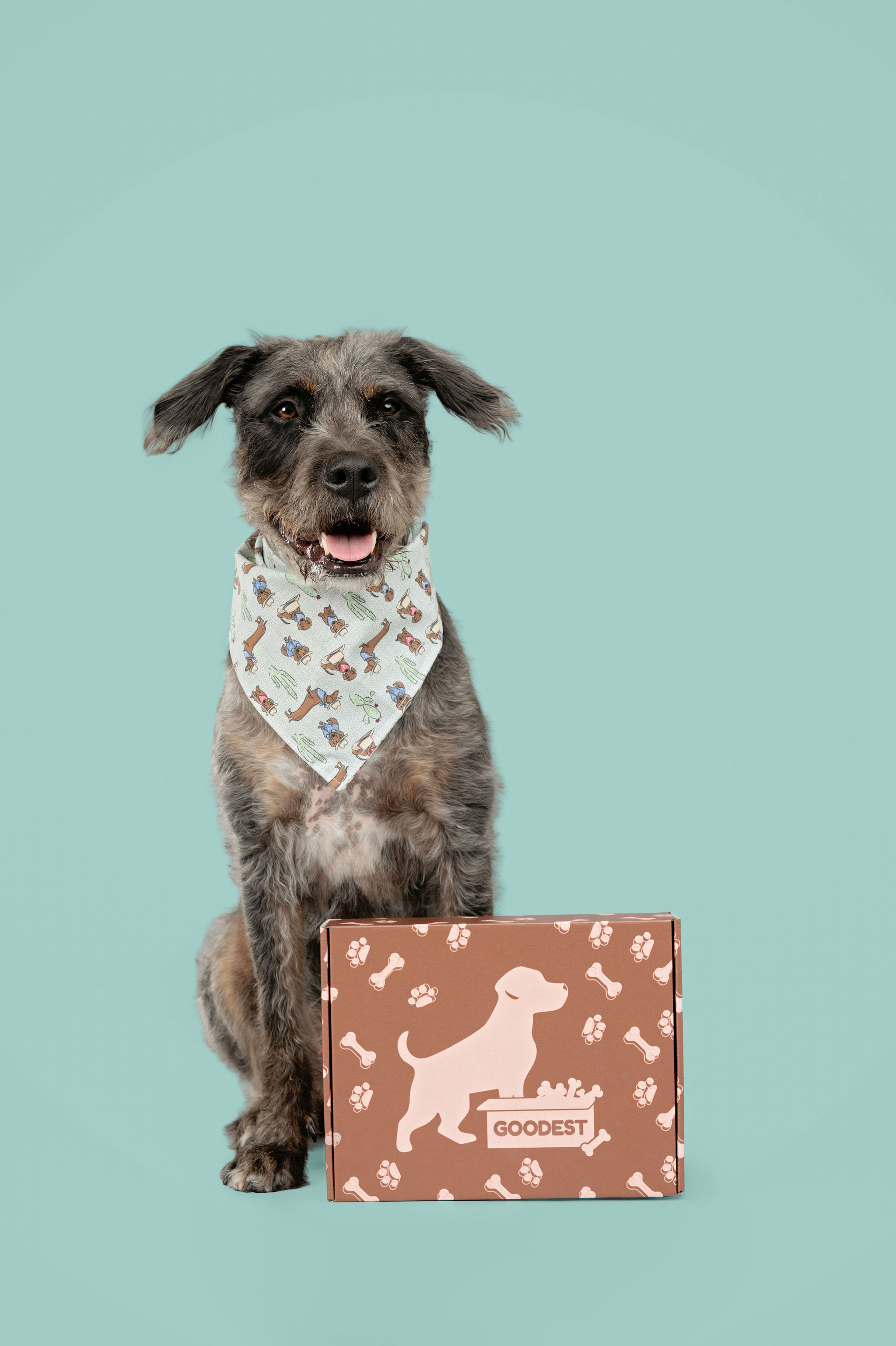 Dog with a patterned bandana sitting beside a decorated box.