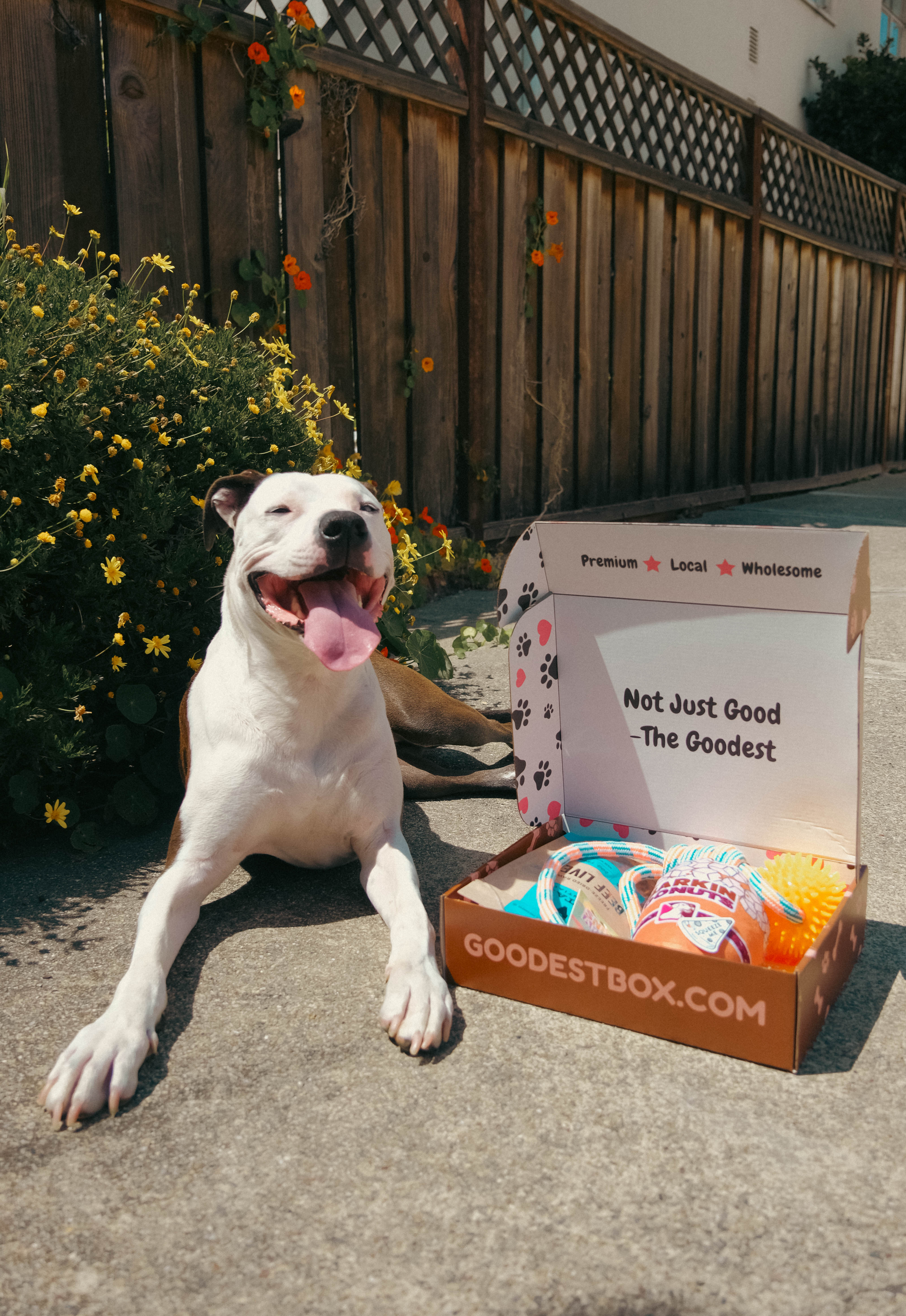 Dog sitting next to an open box of pet toys and treats.