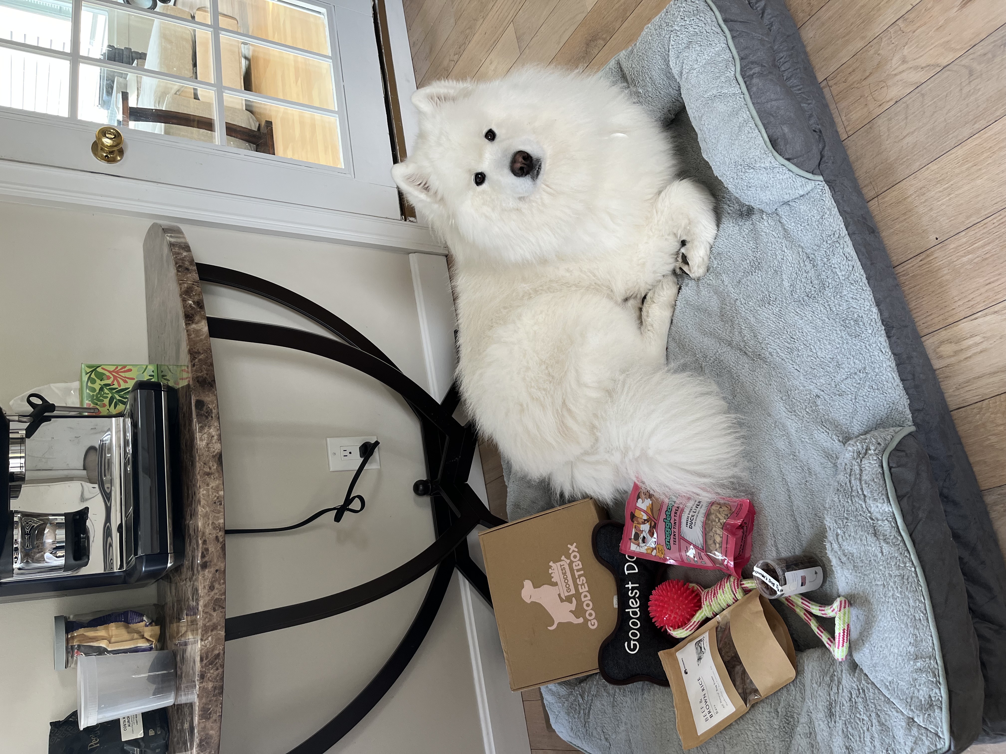 White fluffy dog on a bed with toys and treats nearby.