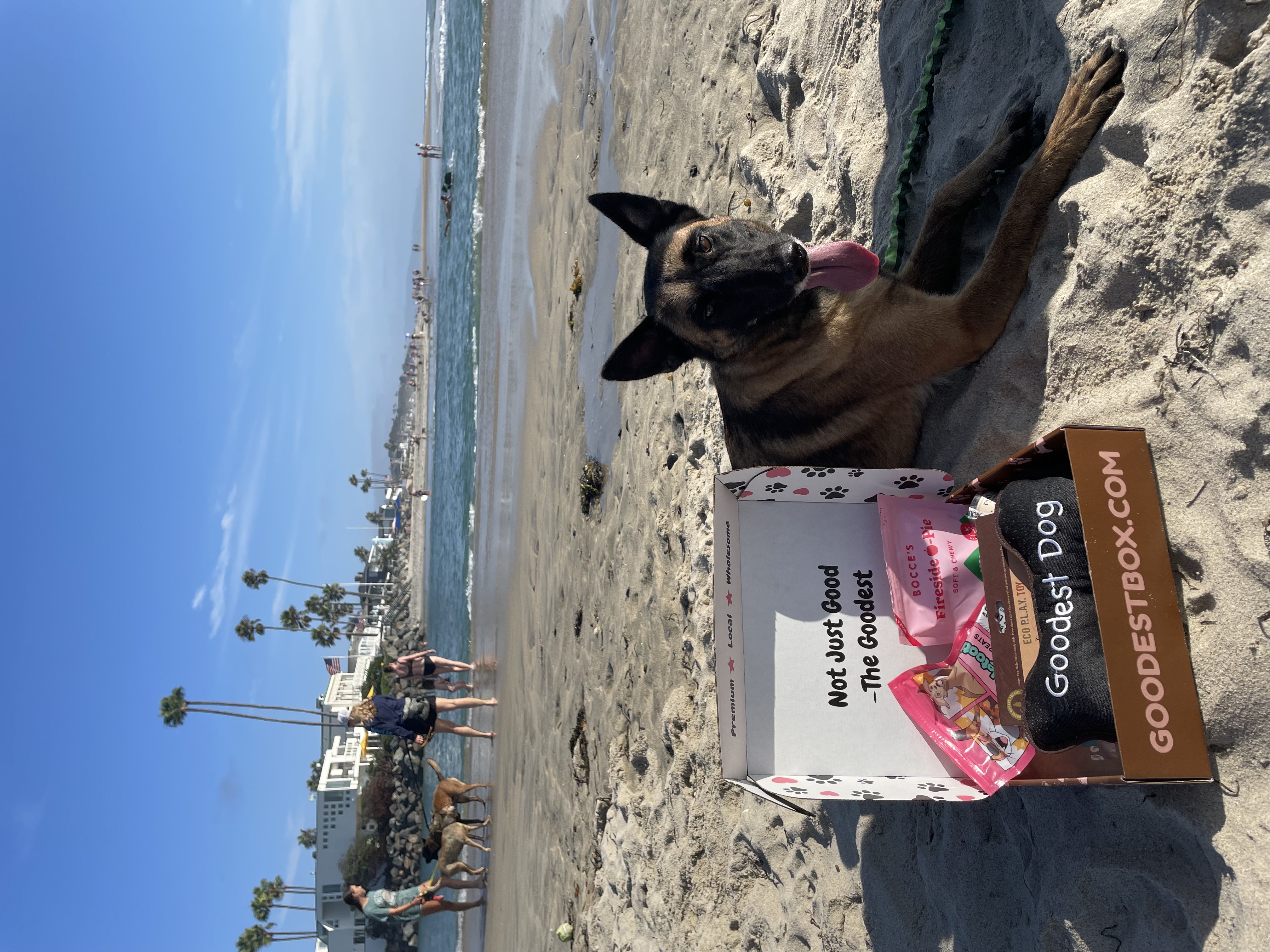 Dog on beach next to a box with treats labeled 'Goodest Dog.'