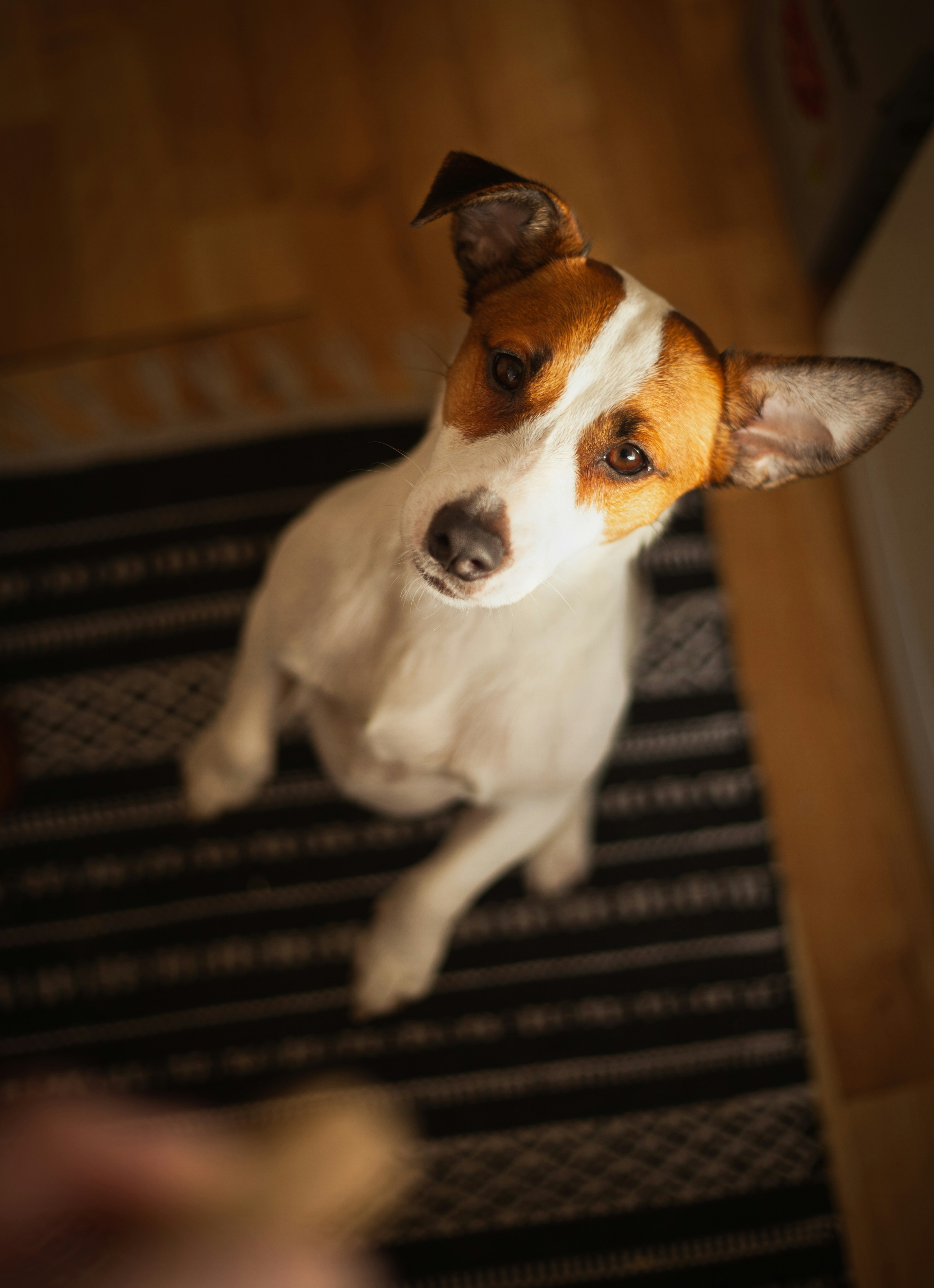 A dog with brown and white fur sitting on a striped rug.