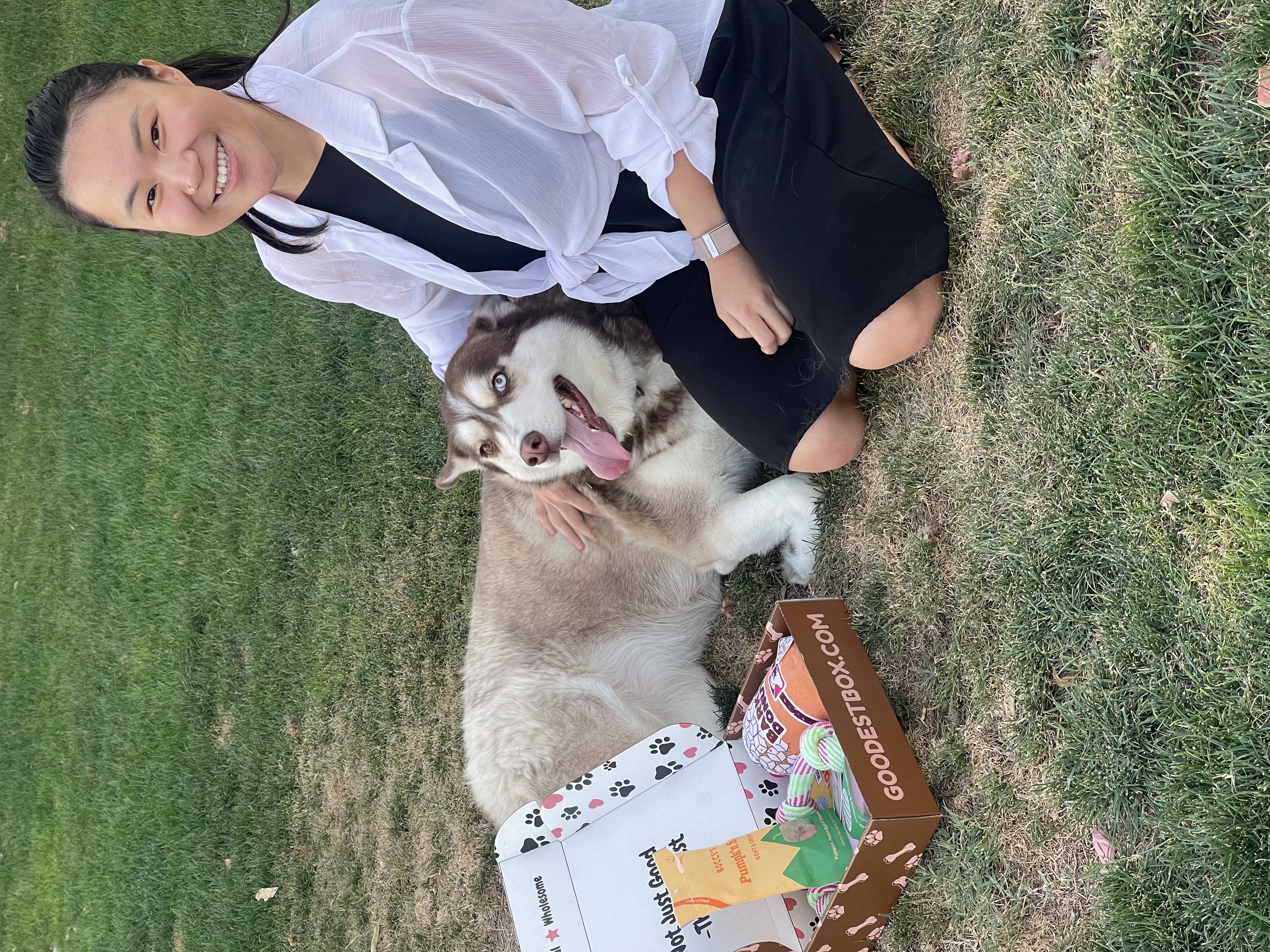 Person sitting on grass with a husky and a box of dog toys.