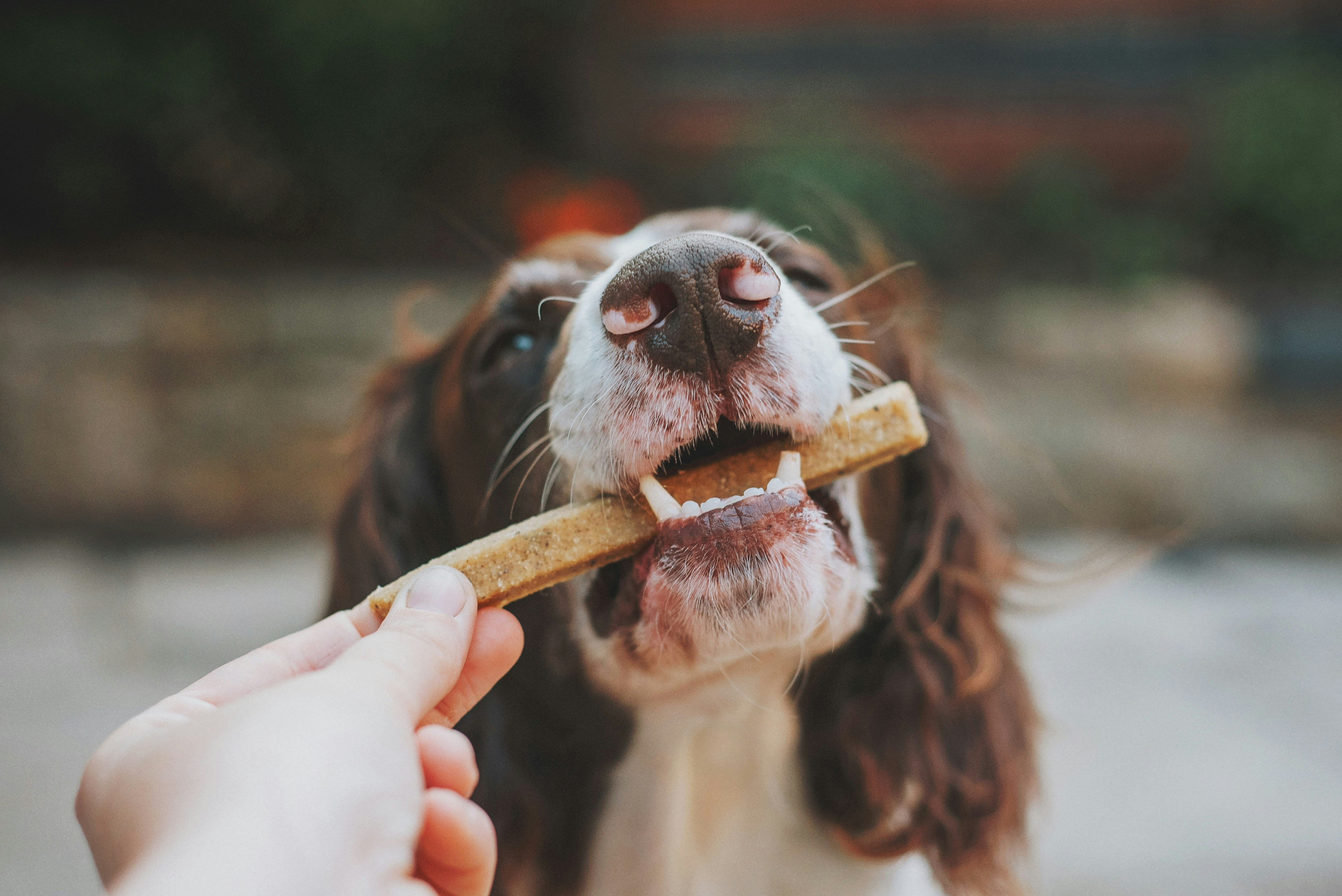 Dog biting a treat held by a person's hand.