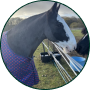 A close-up of a horse with a white face wearing a blue and red patterned blanket outdoors.