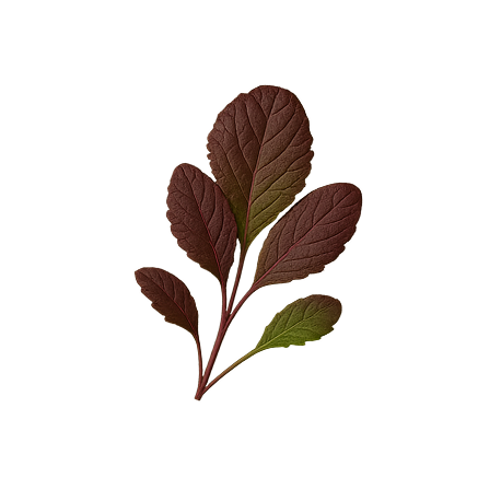 A cluster of dark reddish-brown leaves on a black background.