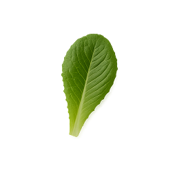 Une seule feuille de laitue verte fraîche sur un fond transparent.