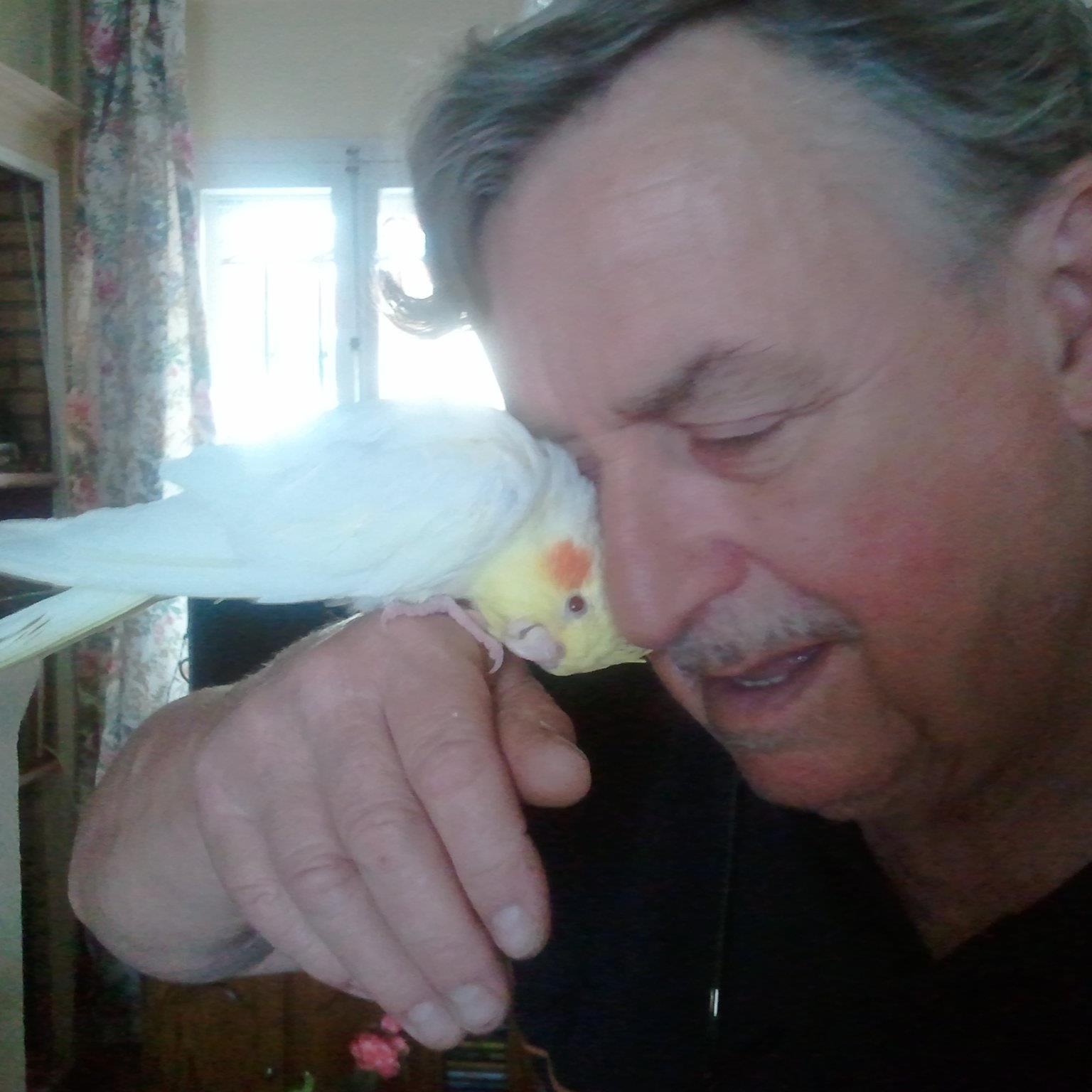 Man affectionately interacting with a cockatiel perched on his hand.