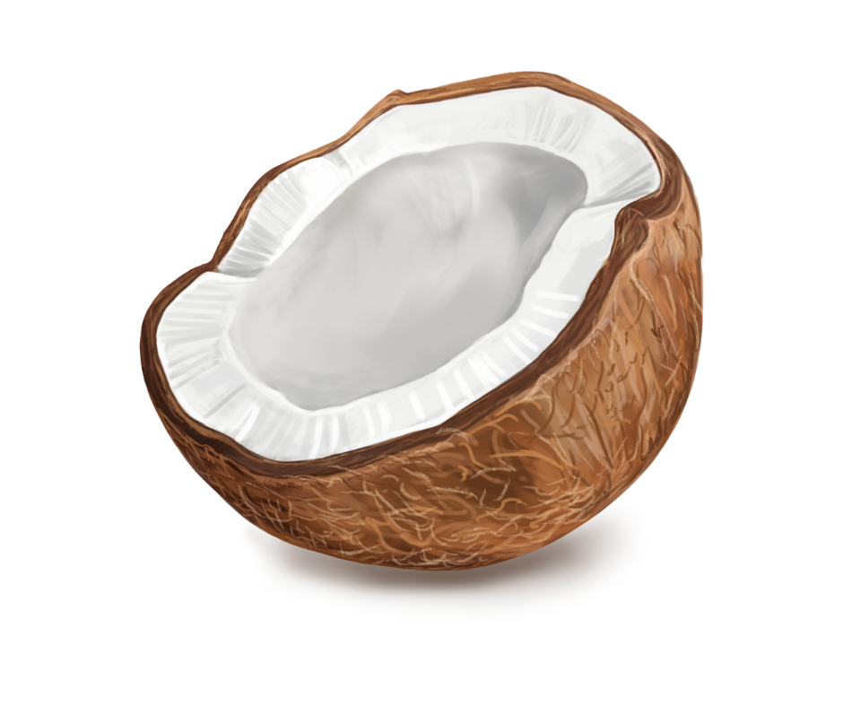 Illustration of a halved coconut with brown shell and white interior.