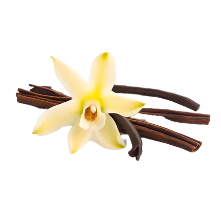 Vanilla flower with vanilla bean pods.