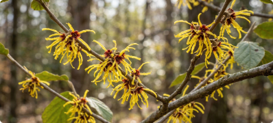 Witch Hazel