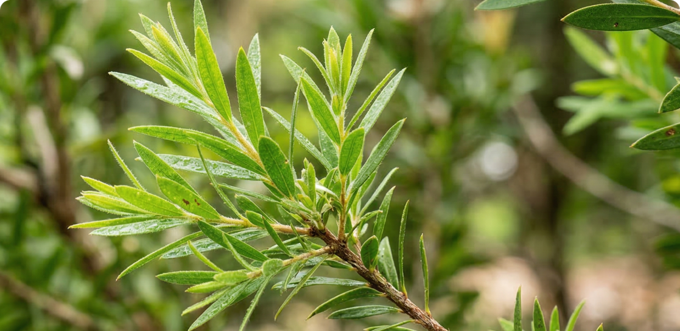 A close-up of a plant branch with narrow, vibrant green leaves against a blurred background.