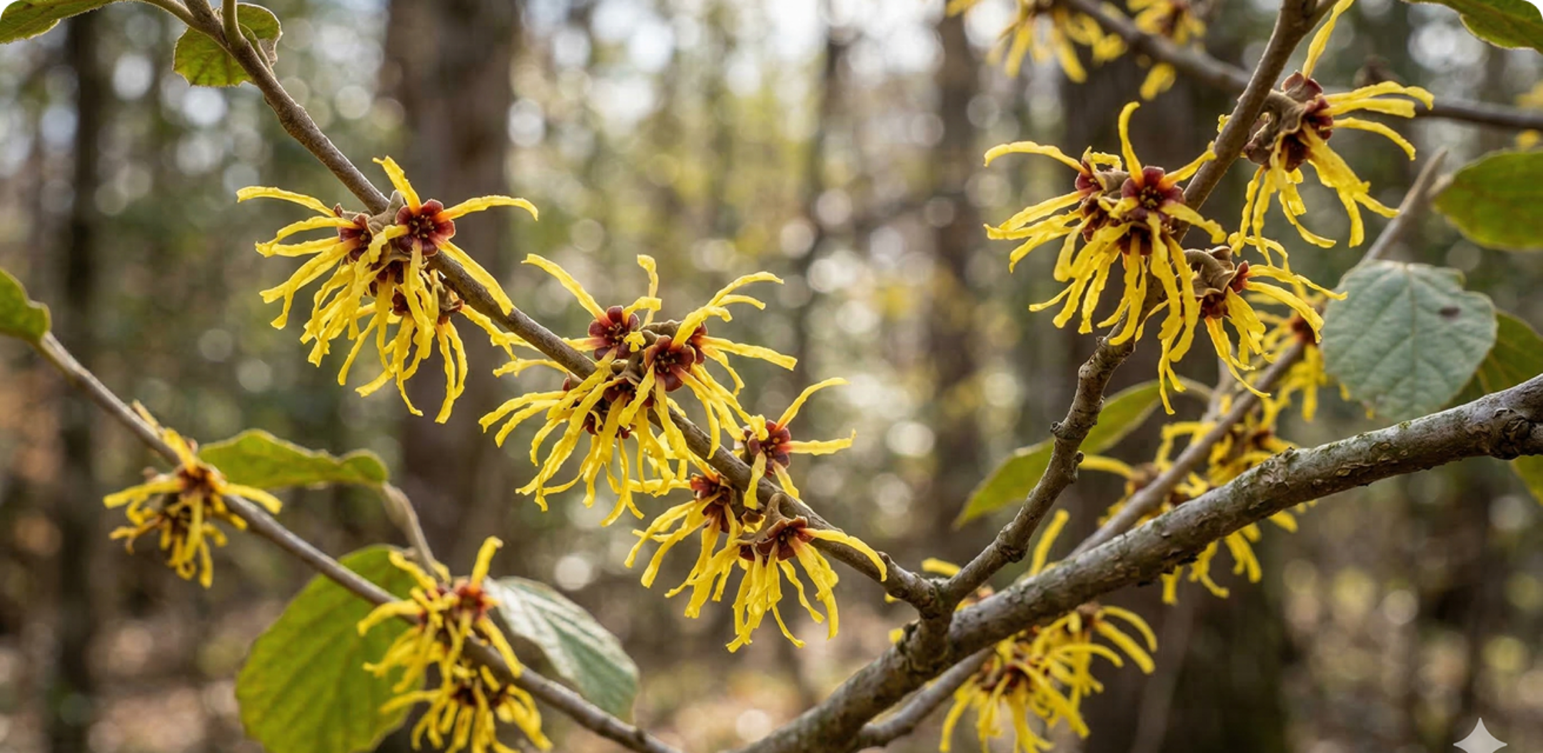 A close-up of a branch with spidery yellow flowers against a blurred forest background.