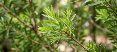 Tea Tree Oil