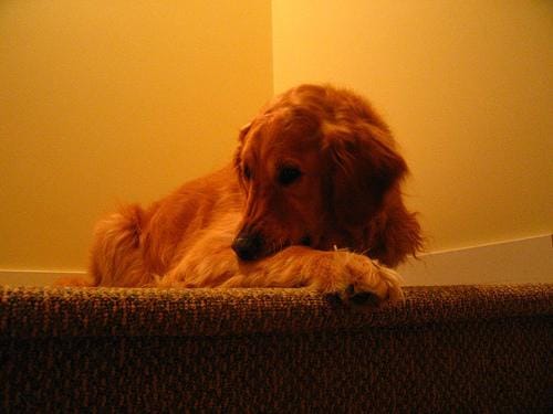 Golden retriever lying on a carpeted stair, looking down.