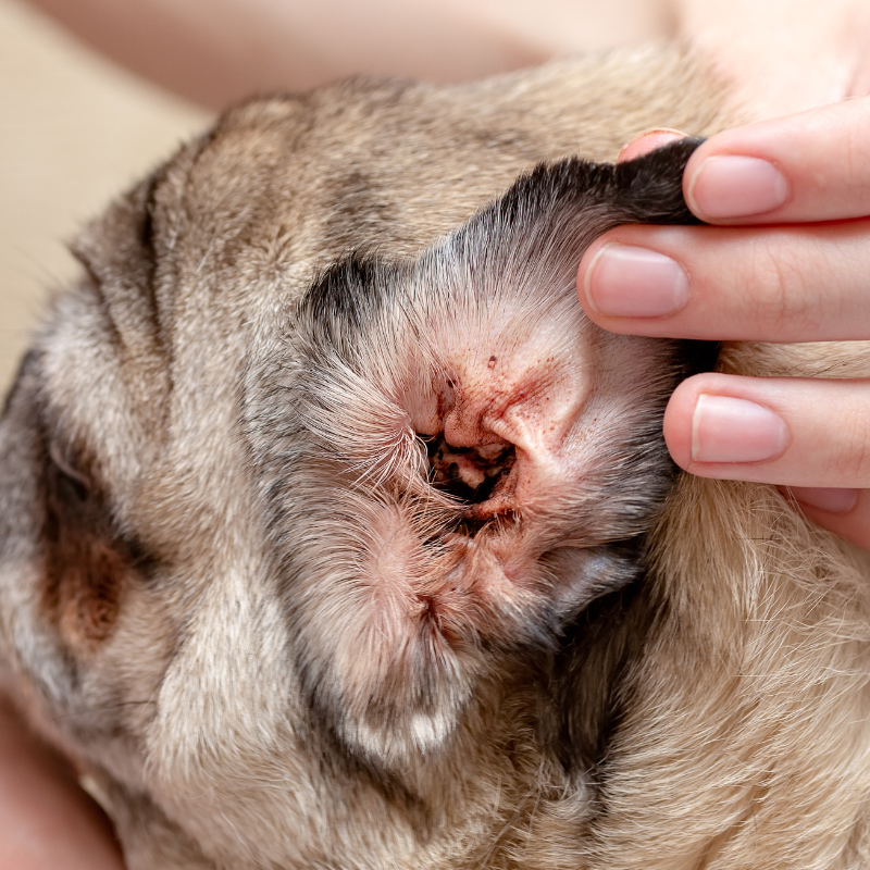 Person examining a dog's ear up close, checking for infection.