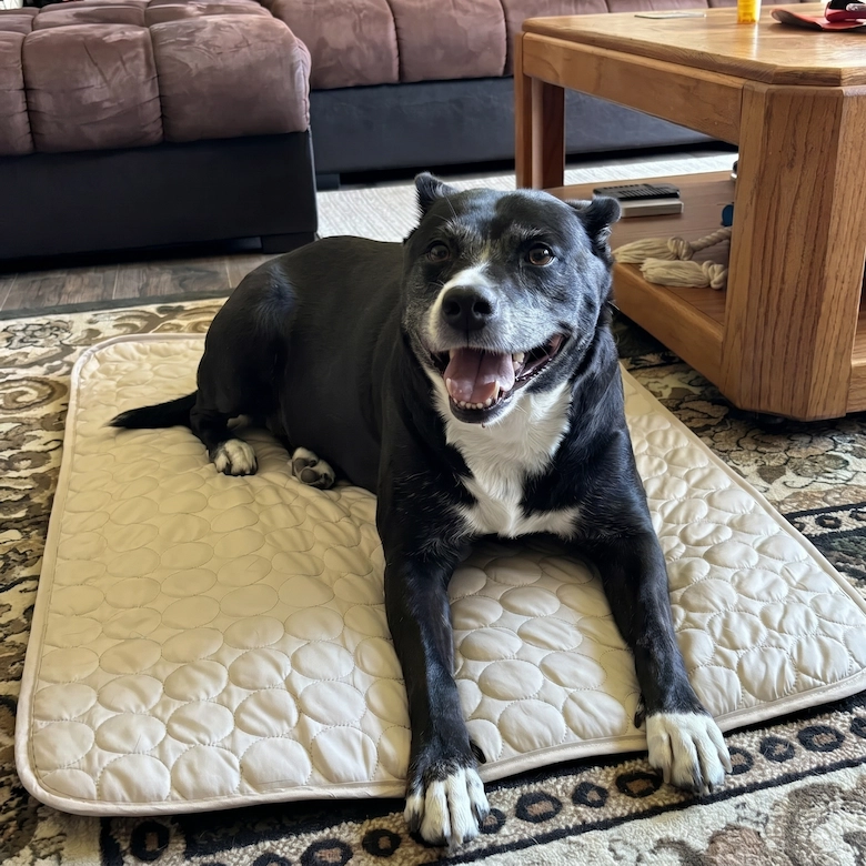 A black and white dog with its mouth open, lying on a quilted mat on a patterned rug.