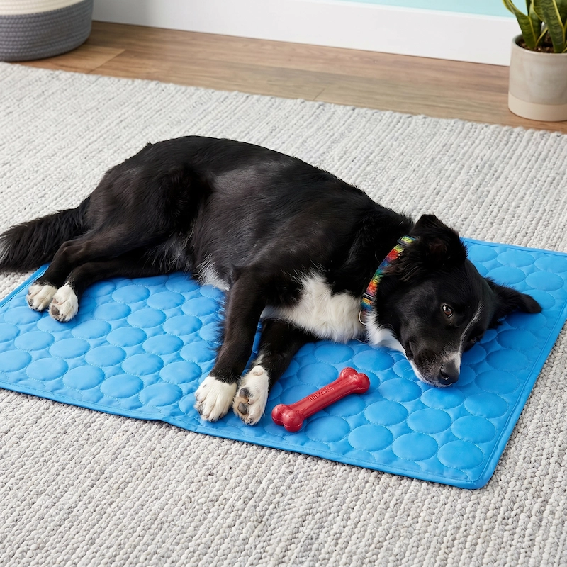 A black and white dog with a colorful collar lies on a blue mat with a red toy.