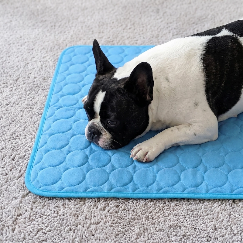 A black and white French bulldog lies on a blue quilted mat placed on a grey carpet.