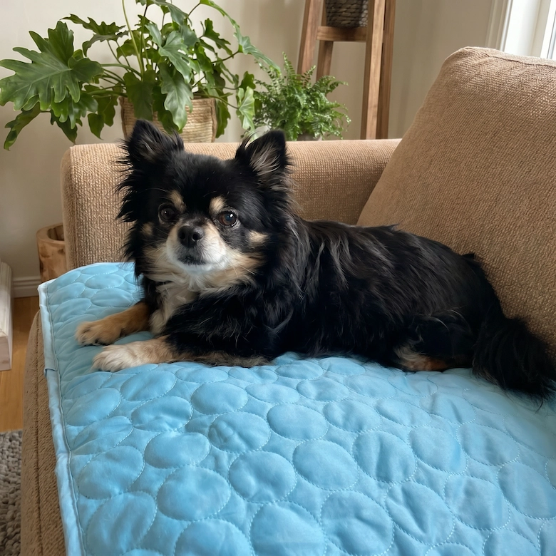 A small, long-haired, black and tan dog is lying on a light blue quilted pad on a couch.
