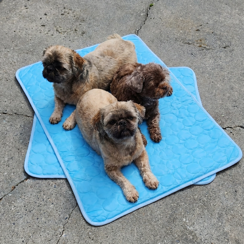 Three small, fluffy dogs lie on two bright blue cooling mats on a concrete surface.