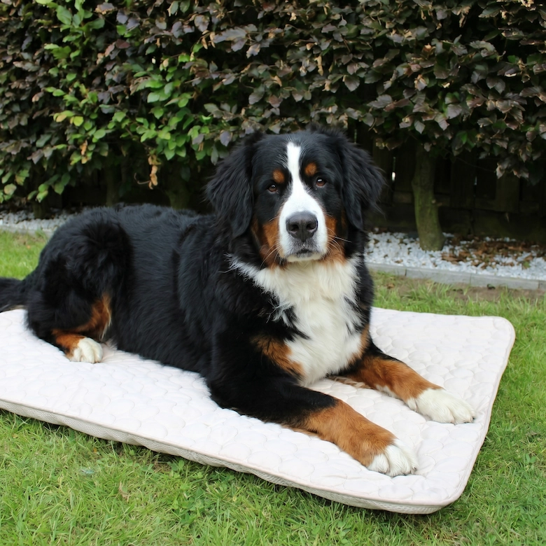 A Bernese Mountain Dog lies on a quilted mat on a grassy lawn in front of a hedge.