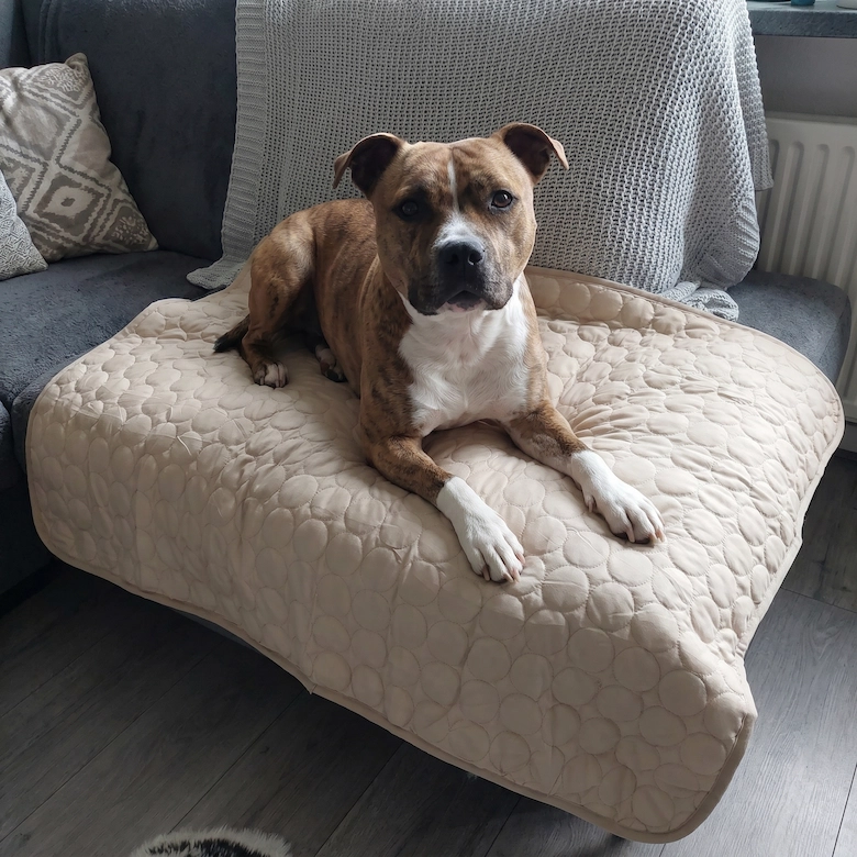 A brindle and white dog lies on a quilted, beige couch cover, looking directly at the camera.