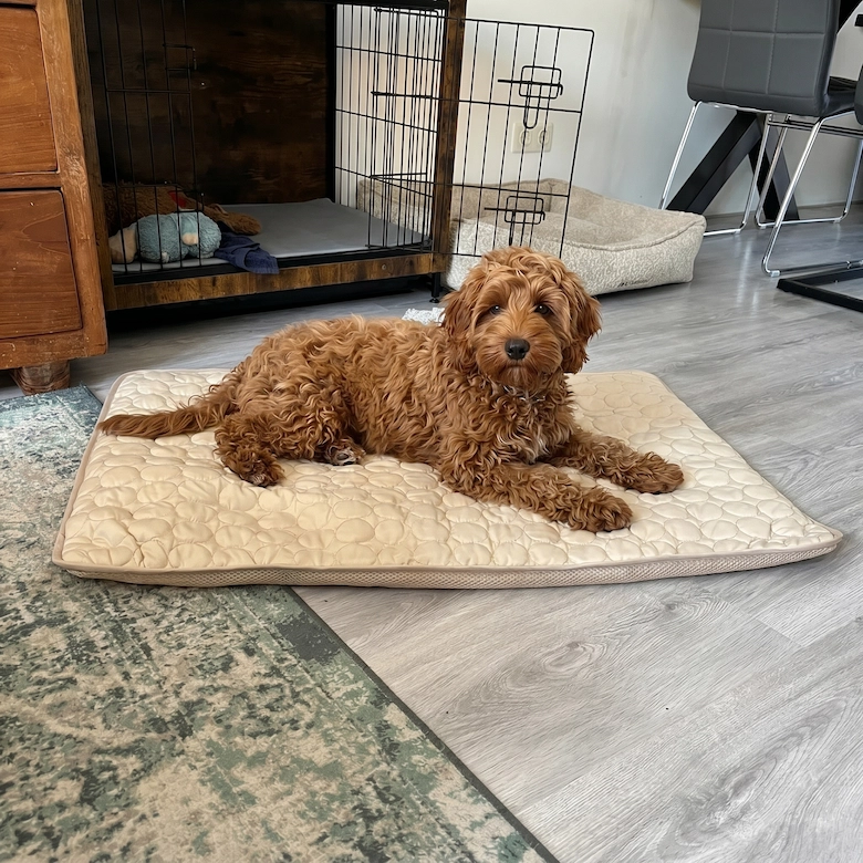 A reddish-brown, curly-haired puppy lying on a quilted mat on a light-colored floor.