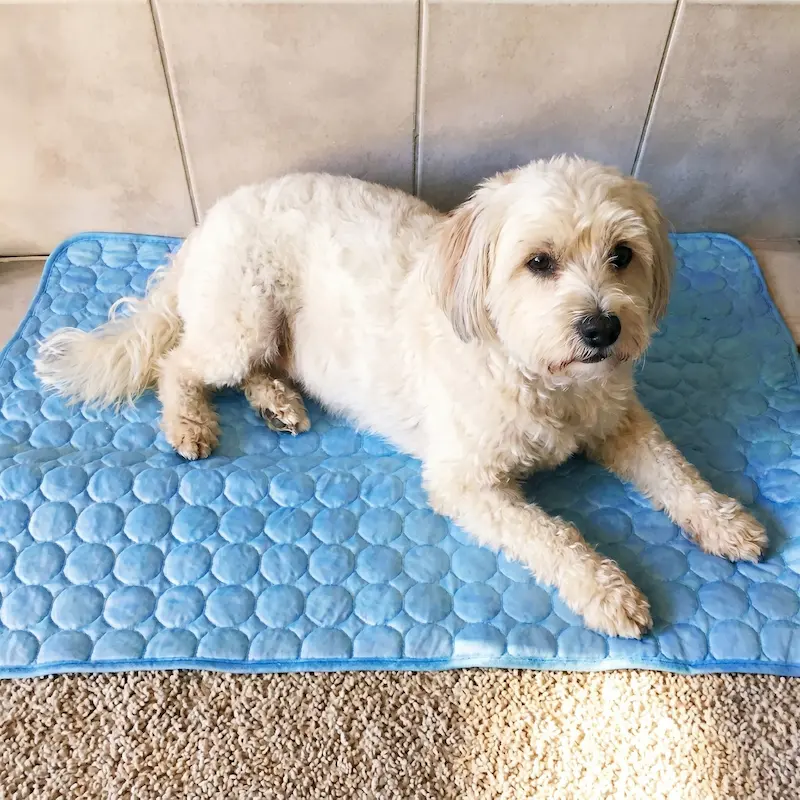 A small, scruffy white dog lies on a blue quilted cooling mat on a tiled floor.