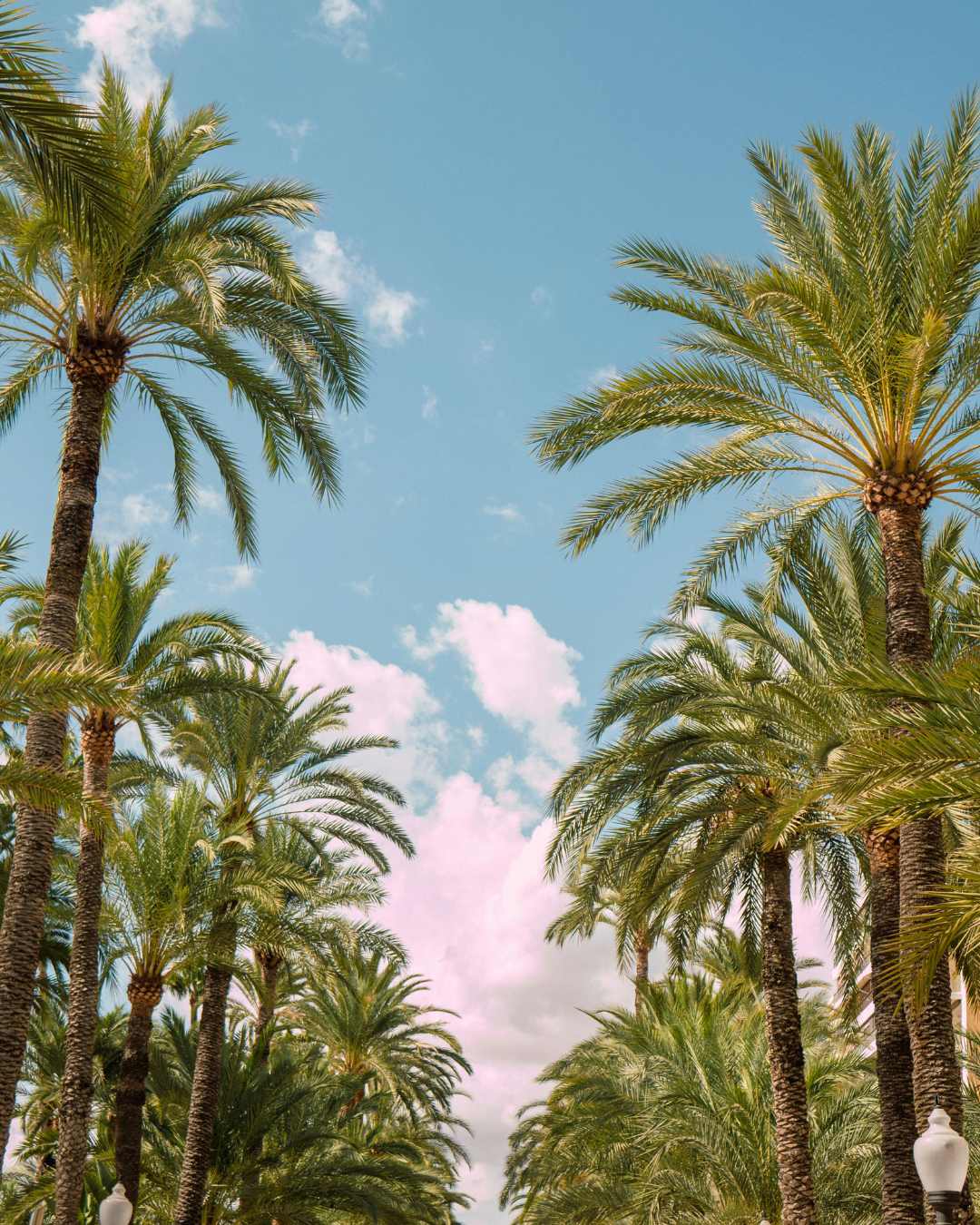 A low-angle view of tall palm trees against a blue sky with pink and white clouds.