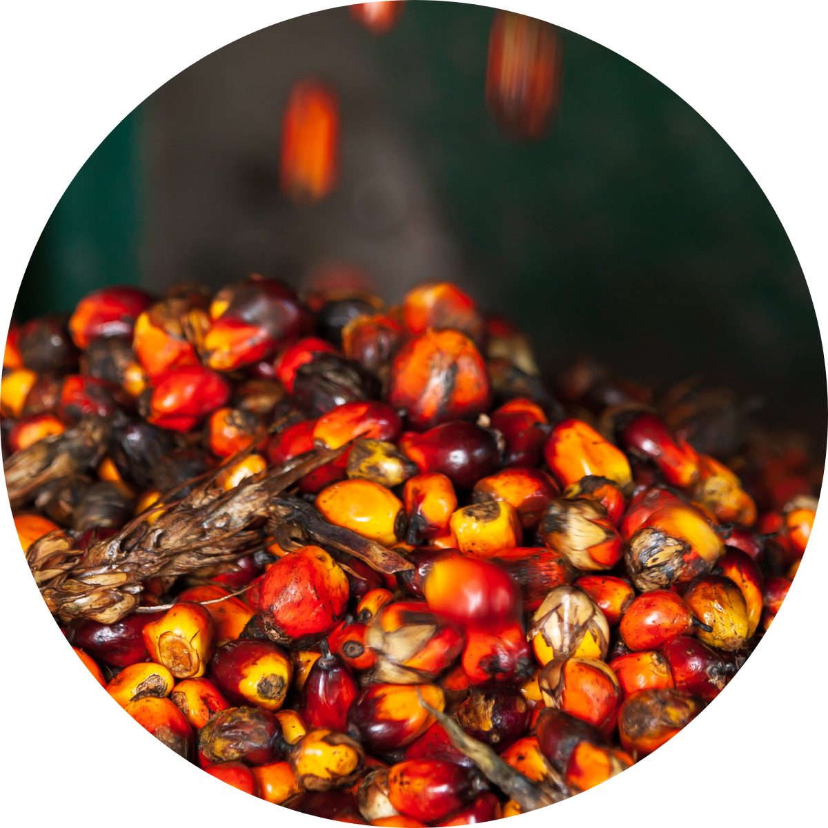 Is Batana Oil Safe for My Kids? – Botanix