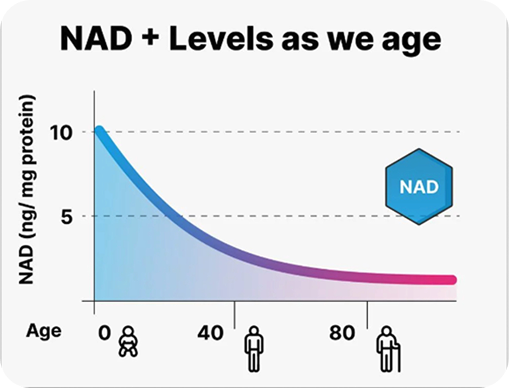 A line graph showing NAD+ levels declining steadily from birth through old age.