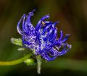 Close-up of a vibrant purple flower with curly petals and a green stem.