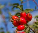 Close-up of red berries on a branch against a blue sky.