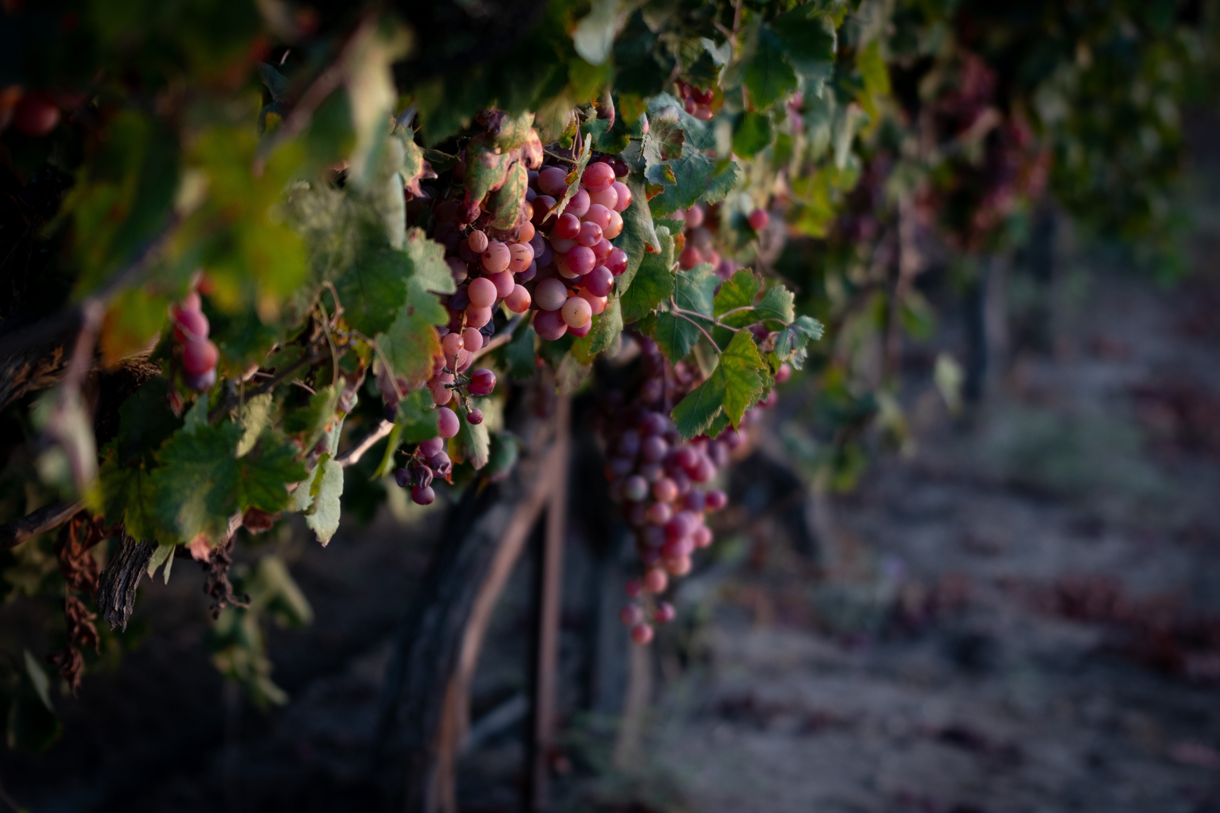 A close-up shot of red grapes hanging from a vine in a vineyard, with a blurred background.
